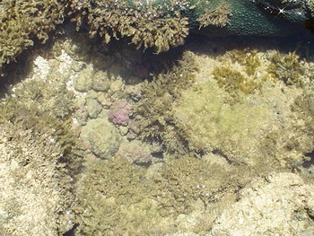 piscinas-e-corais-2004-350-px.jpg