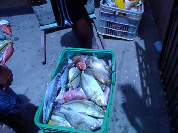 porto-da-rua-pesca-2005-350-px.jpg